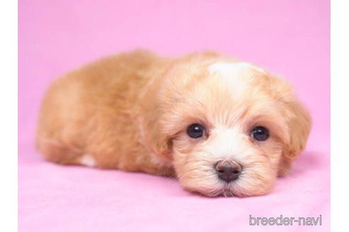 成約済の東京都のマルプー:マルチーズ×トイプードル-189235の4枚目